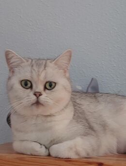 BKH KITTEN REINRASSIG sUCHEN EIN SCHÖNES 🌟 Zuhause. - Feuchtwangen