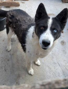 Bezaubernde Shirley sucht Dich - Wallerfangen