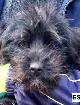 Hündin Essie sucht liebe Menschen - Neuhausen (Fildern)