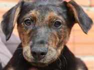 Süßes Hundebaby Esther! - Althütte