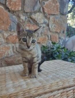 Kyra aus dem Tierschutz - Grevenbroich