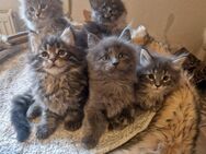 Maine Coon Kitten . - Nienburg (Weser)