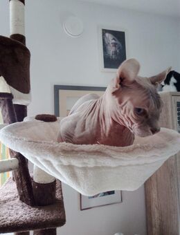 Elf Sphynx - Niederwinkling