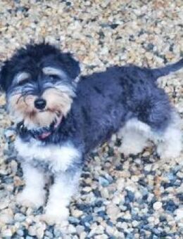 Bela, freundl. Junghund - Heinsdorfergrund