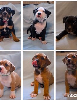 OEB/Apenzeller Sennenhund Mix abzugeben - Velden (Regierungsbezirk Niederbayern)