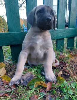 Deutsche Dogge x Herdenschutzhund Welpen - Escheburg