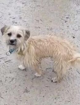 CHI CHI ganz liebes Mädchen - Kreuth