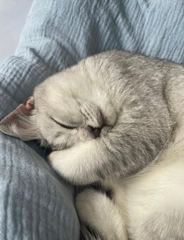 Zucker süße Britisch Kurzhaar kitten 4 Monate abzugeben - Dortmund Wambel