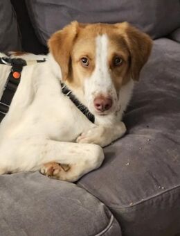 Loki: Ein Schelm sucht sein Zuhause - München