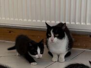 Katzenmama mit 1 Kätzchen abzugeben - Oberrot