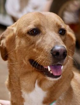 Nala, lebensfreudig, klug, neugierig - Westerholt