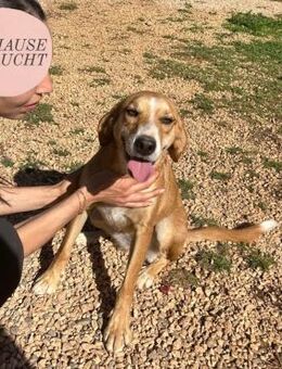 Liebevolle, zarte SANJA sucht Zuhause ❤️ - Saarbrücken