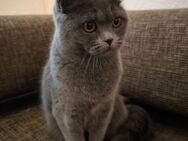 BKH Katzen - Neuss