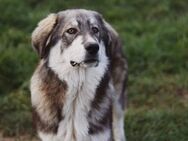 Egino - Junghund sucht Zuhause - München