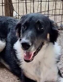 Pluto-Balou, der freundliche Schöne - Mettmann