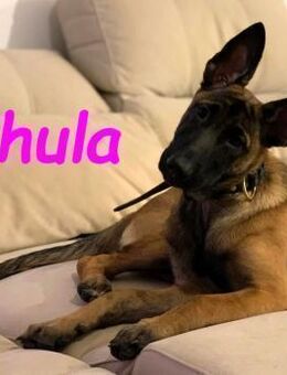 Chula verspielte Malinois Welpin 04/25 - Ruppertsecken