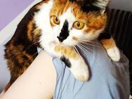 Verschmuste Gita sucht ihr Kuschelkörbch - Margetshöchheim