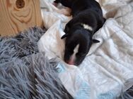 Whippet Welpen von Whippet Liebhabern - Rhede Zentrum