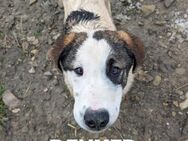 🐾✨Traumhund Denver✨🐾 - Eislingen (Fils)
