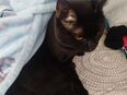 Kater abzugeben in 92526