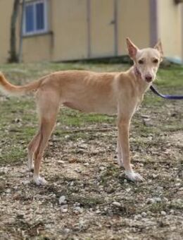 Sanfte Hündin Deli - Balingen