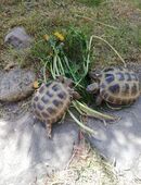 0,1 Vierzehenschildkröte ( Testudo horsfieldii ) aus 2019 in 14712