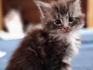 Maine Coon Kitten alter Linie mit Stammbaum - Titz