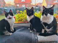 Katzen suchen ein neues Zuhause - Stadthagen