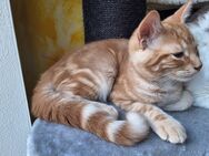 Katze Maine Coon Mischling - Treuchtlingen