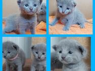 Russisch blau Kitten mit Stammbaum - Mayen