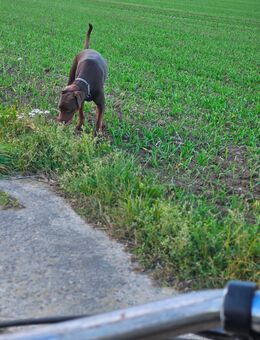 Labrador Dobermann Hündin - Malschwitz