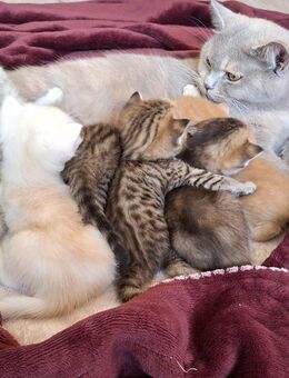 🐾 BKH-Kitten – 3 Kater & 3 Kätzchen suchen liebevolle Familien! 😻 - Kassel Harleshausen