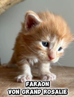 Maine Coon kitten mit Stammbaum - Friedberg