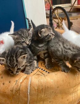 Süße Kitten zu Verkaufen😸 Weiß und Getiegert - Kerpen (Kolpingstadt)