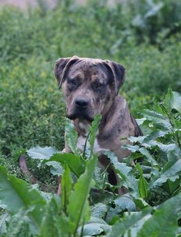American XXL Bully Black merle tree Deckrüde - Cappeln (Oldenburg)