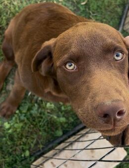 Labrador Welpe sucht Zuhause - Rüde - Zwenkau