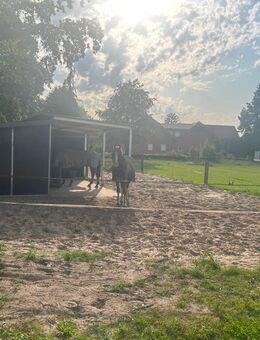Offenstallplatz frei in 33758 Liemke - Schloß Holte-Stukenbrock