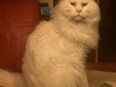 Wunder schöne Schmusekatzen in 60306