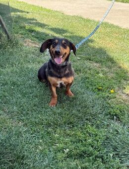 HERMANN - geb. ca. 01/2024 - Dackel Mix - Schönaich