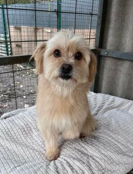 Suzy wartet auf ihre Chance - Nordwalde