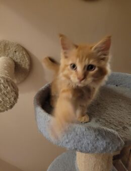 Zwei kleine Katerchen Maine Coon/Ragdoll - Grünhain-Beierfeld