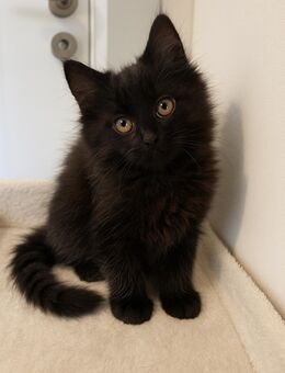 BKH BLH Smokey kater kitten - Duisburg