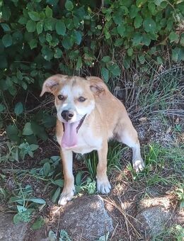 Carmine, a.d.Tierschutz, sucht Happy-Home - Boxberg (Oberlausitz)