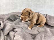 Golden Aussie x Labrador Welpen (Golden Retriever Australian Shepherd Labrador Retriever) - Schenkendöbern