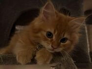 3 zuckersüße Maine Coon Kitten - Berlin