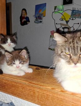 Maine Coon Kätzchen - Höchenschwand