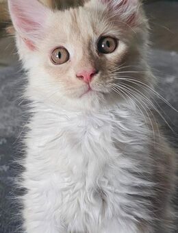 Hübscher reinrassiger mainecoon kater - Rheine
