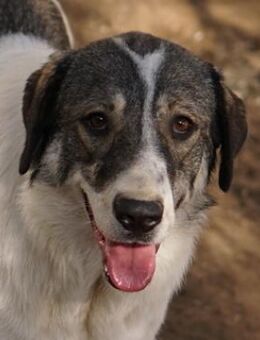 Vanessa, geb. ca. 05/2022, Griechenland - Markdorf