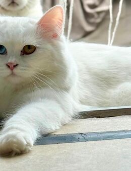 Kater britisch Langhaar 1j - Verden (Aller) Zentrum