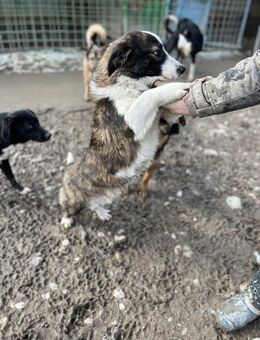 Woody sucht seine Familie - Markkleeberg